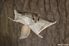 Click image for larger version. 

Name:	flying-squirrel.jpg 
Views:	31 
Size:	50.7 KB 
ID:	3